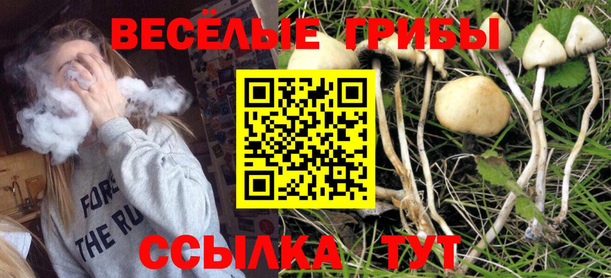 Галлюциногенные грибы мицелий  Вход с VPN  Сунжа  Галлюциногенные грибы Cubensis 