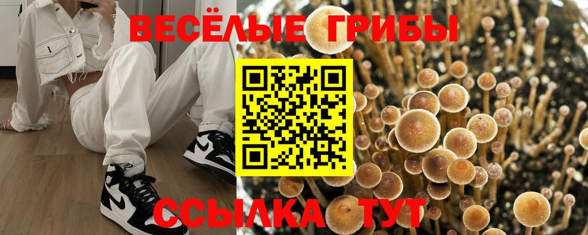 Галлюциногенные грибы Cubensis Сунжа